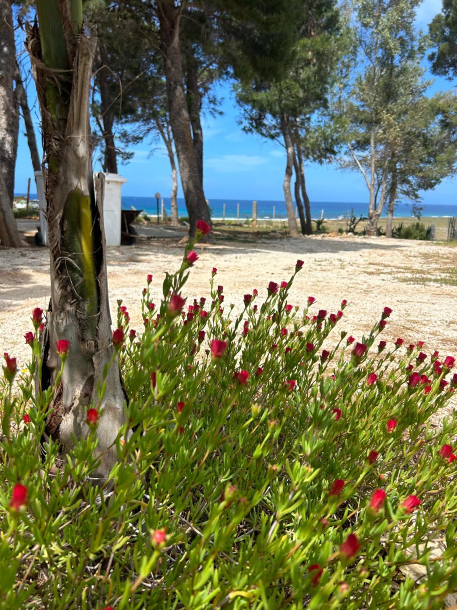 Appartamento I Tramonti Di Cofano Castelluzzo Ngoại thất bức ảnh